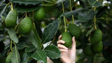 El inusual costo que hace subir el precio de la palta