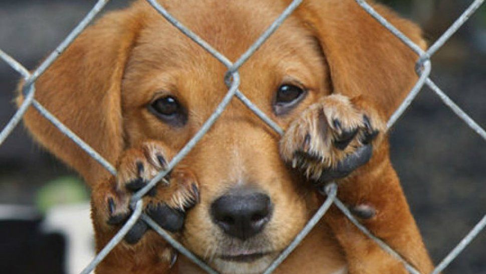 Buscan multar con hasta $42.800 a quienes maltraten a un animal