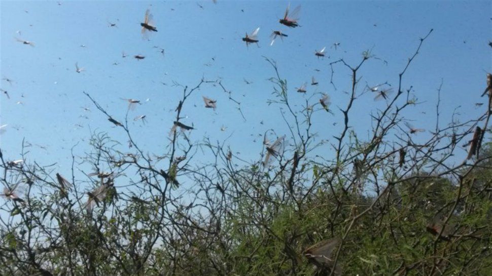 Una plaga de langostas en Salta alerta también a Jujuy