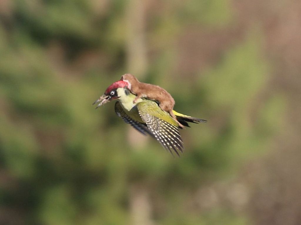Pájaro