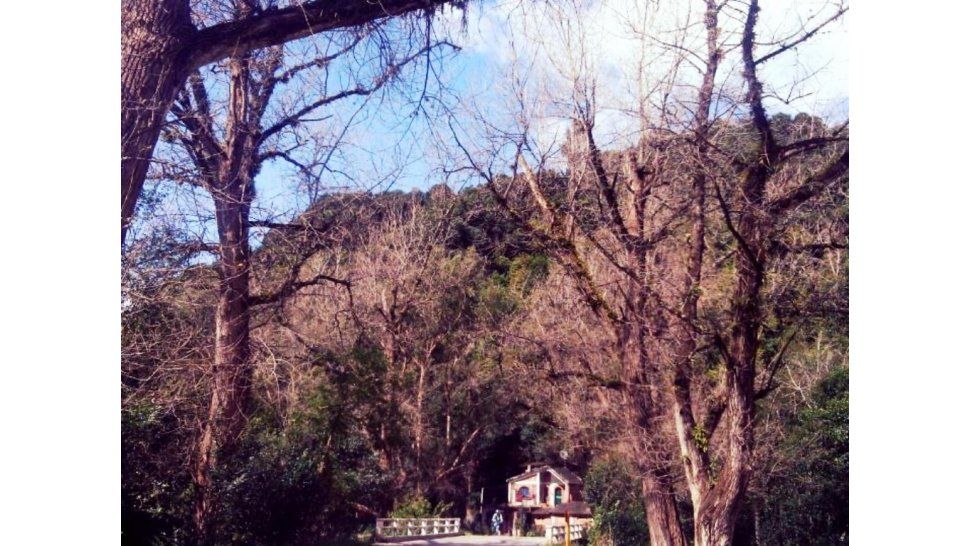 Los Nogales