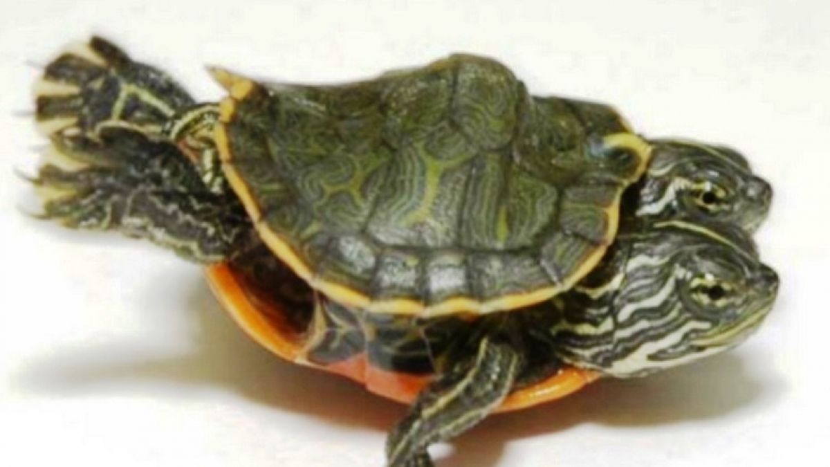 Una tortuga de dos cabezas, la nueva atracción de un museo de EE.UU.
