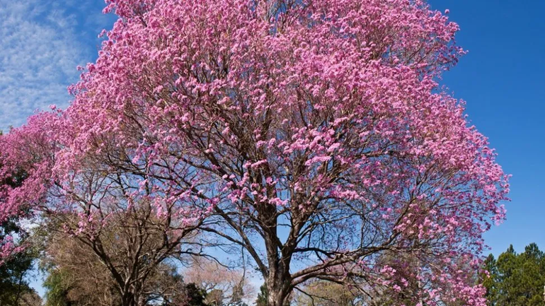 Árbol de Lapacho en Jujuy.