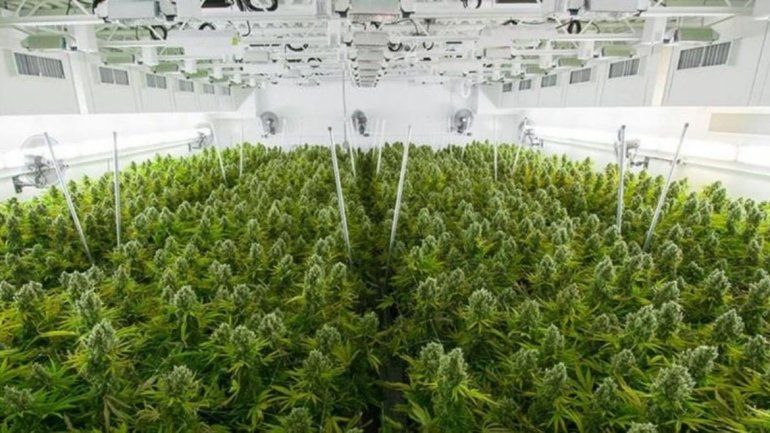 Futuro cultivo de cannabis medicinal