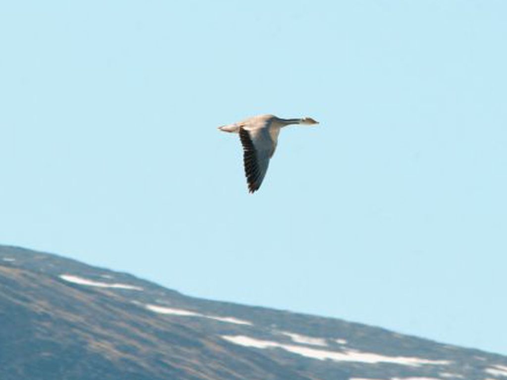 Ganzo