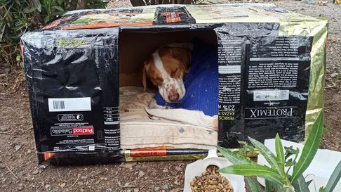 Todo Jujuy | cuchas para perros jujuy.jpg