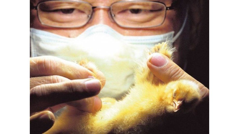 Sexador de pollos
