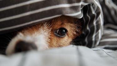 Cómo proteger a las mascotas del frío.