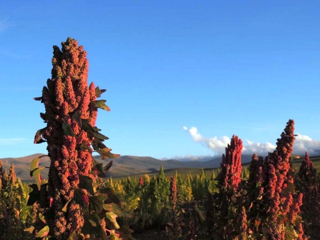 Festival de la quinoa en Yavi