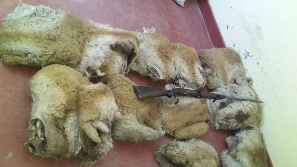 delito contra la fauna nativa: detenidos por llevar 11 cueros de vicuna