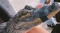 stefi roitman hizo un descargo despues de posar con un lagarto amordazado stefi roitman hizo un descargo despues de posar con un lagarto amordazado