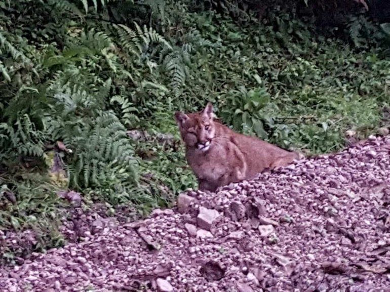 Puma en Yala