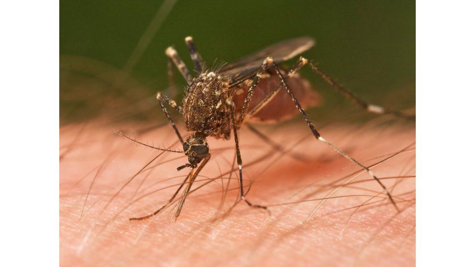 Mosquito