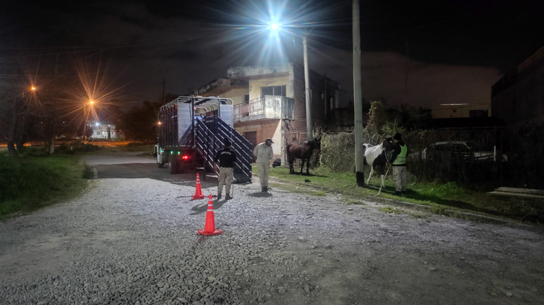 Ocho equinos fueron secuestrados en Palpalá tras ser detectados sueltos en la vía pública.  
