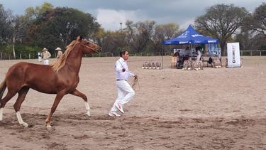 ExitosoConcurso de Caballo Peruano de Paso
