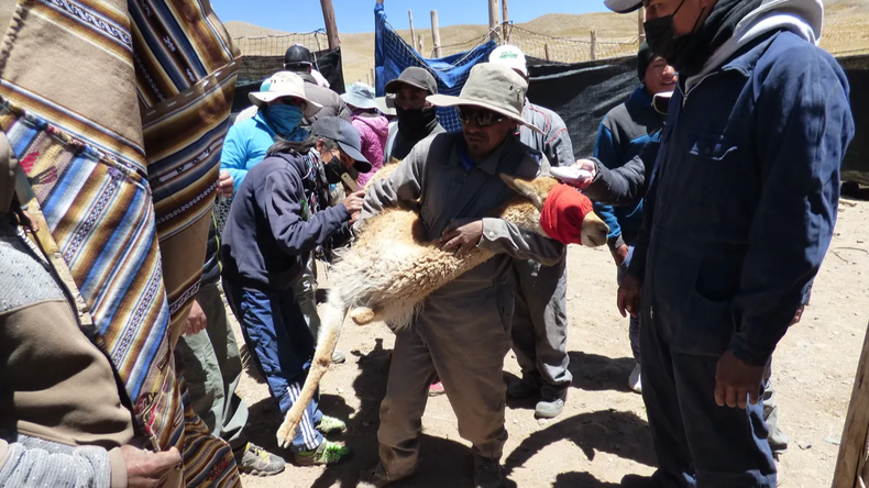 Esquila sustentable de vicuñas