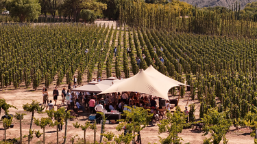 Así se vivió la segunda jornada de la Vendimia en El Bayeh Así se vivió la segunda jornada de la Vendimia en El Bayeh