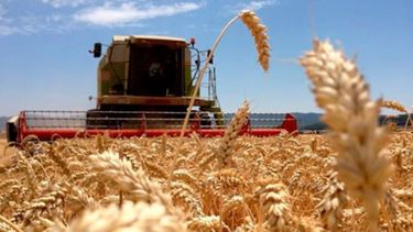 El Gobierno anunció una nueva baja de retenciones a las exportaciones de granos. &nbsp;