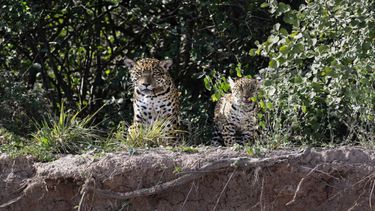 Nala y su cachorro, cuyo nacimiento en el Chaco marca el regreso de la especie tras 30 años sin registros.