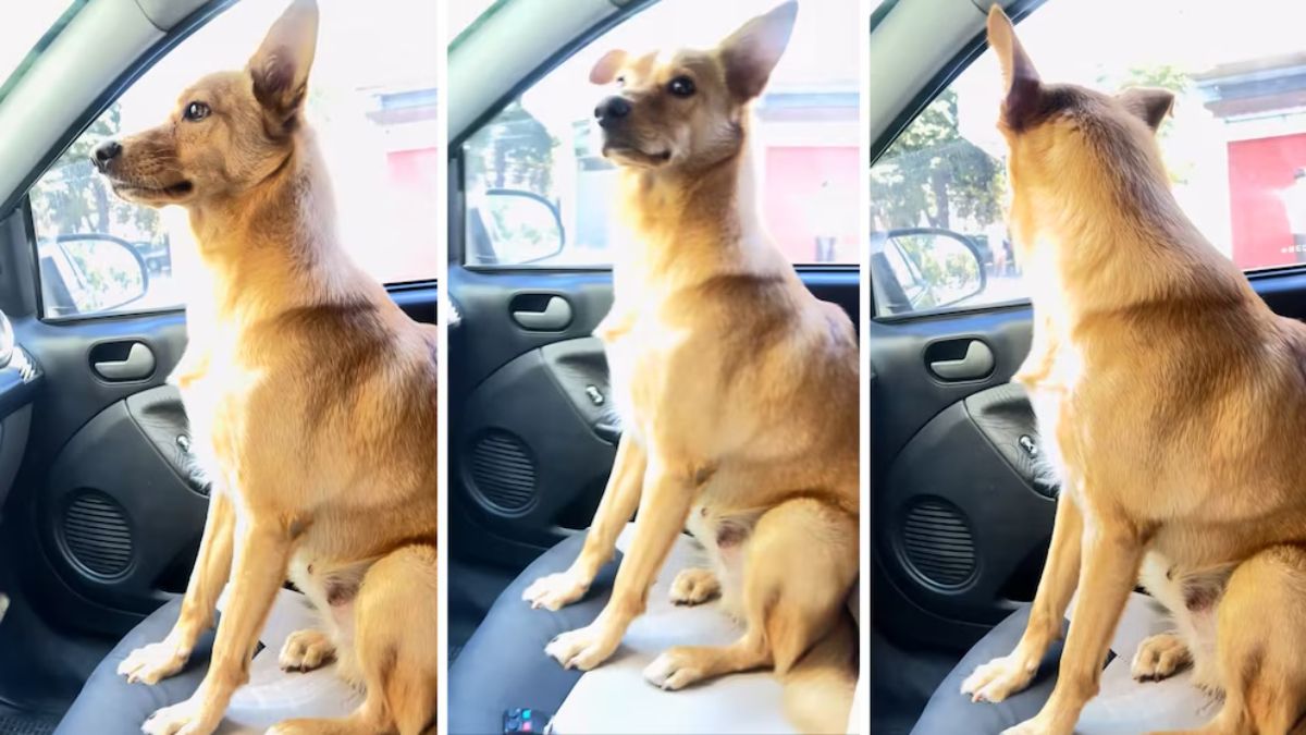 Un perro se sienta de copiloto para que no lo dejen en su casa y conquista las redes.