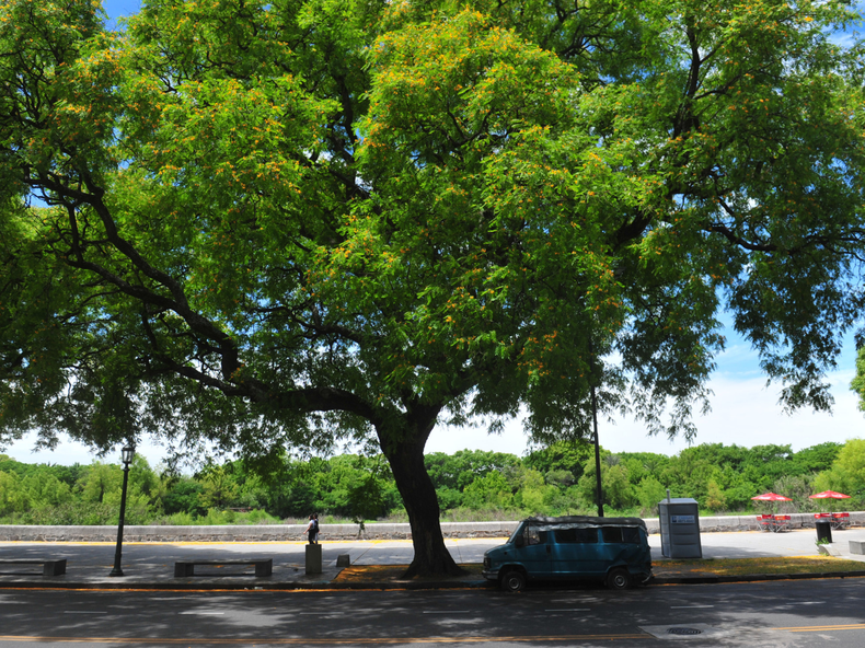 La tipa blanca (Tipuana tipu) es crucial a la orilla de los ríos —especialmente en las Yungas del noroeste argentino— porque sus raíces estabilizan las márgenes, evitando la erosión y el desmoronamiento del suelo ante crecidas
