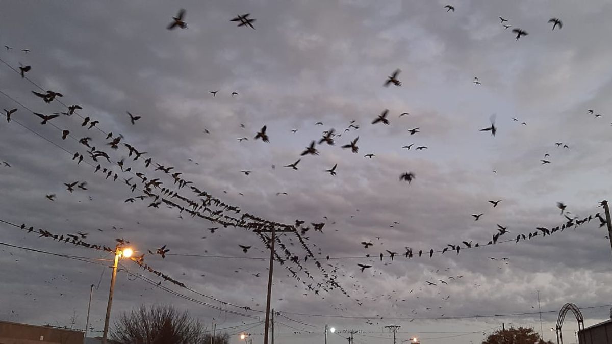 Invasiónde loros barranqueros