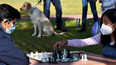 San Pedro de Jujuy: torneo de ajedrez a beneficio de mascotas