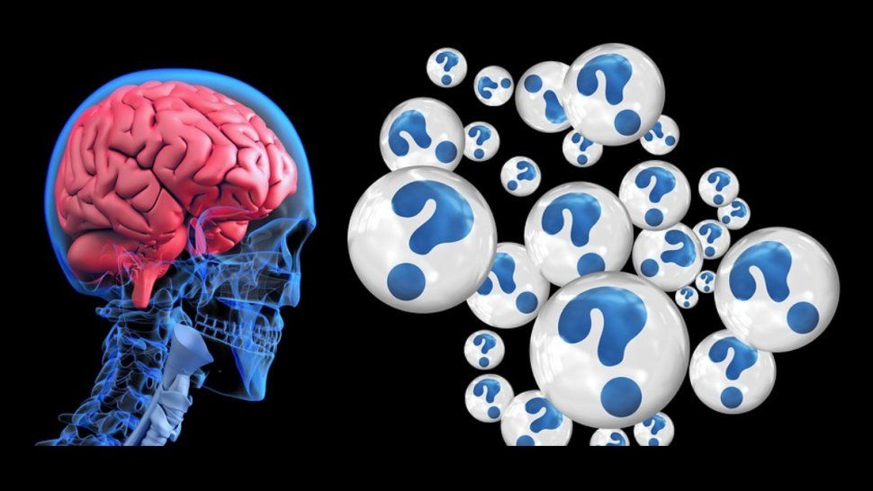 La inteligencia no evoluciona solo porque el cerebro crece