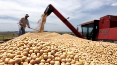 Soja 2025/26: la producción alcanzó 50,1 millones de toneladas