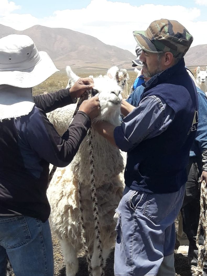 Abra Pampa: lanzan capacitación gratuita sobre producción y sanidad de llamas
