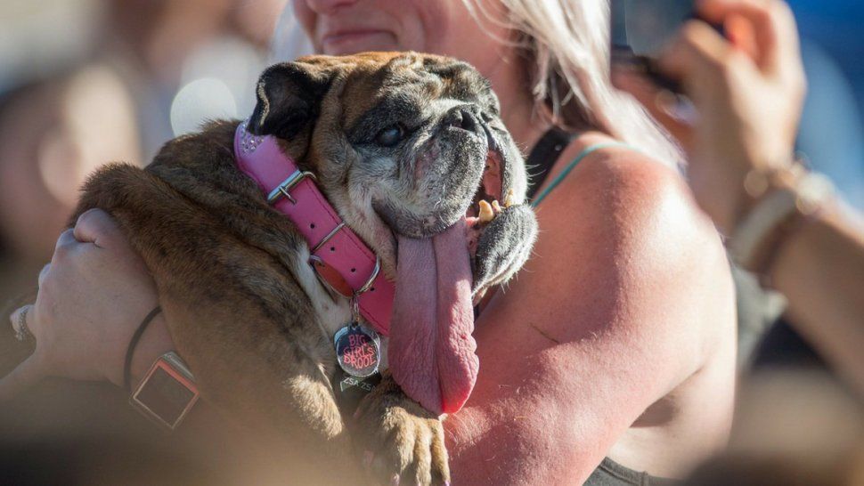 Conocé a la bulldog que ganó el premio al perro más feo del mundo