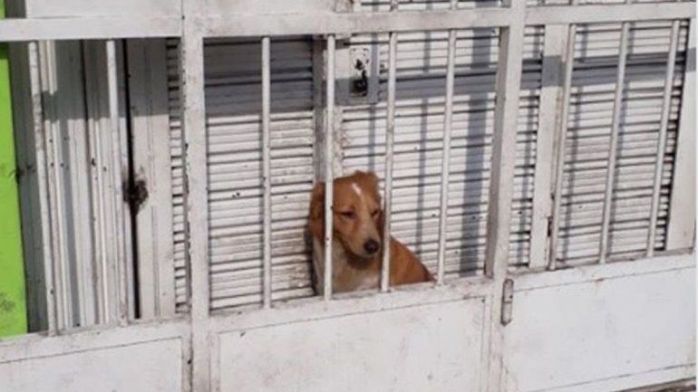 Perrito.jpg