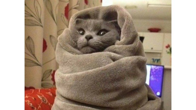 Gato meme