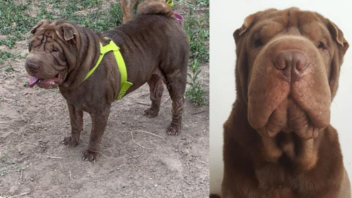 Carmelo. El perrito se perdió en el Barrio Los Perales y lo buscan intensamente.