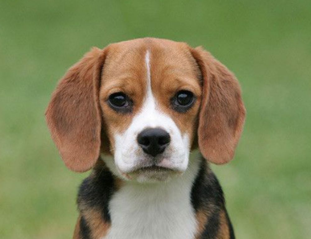 Perro