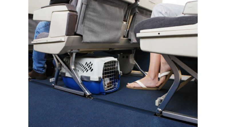 Perros en avion