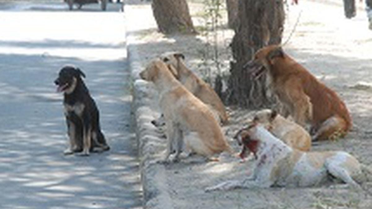 Río Blanco: crece el abandono de animales