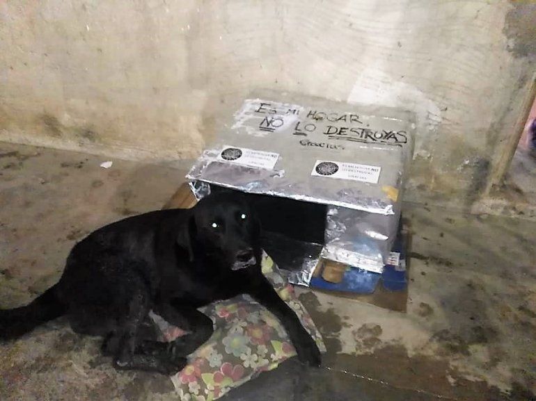 casitas para perros2.jpg