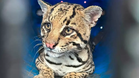 Todo Jujuy | Gato onza
