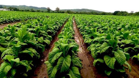 Todo Jujuy | La Cámara del Tabaco en alerta por el cambio climático (Foto ilustrativa)