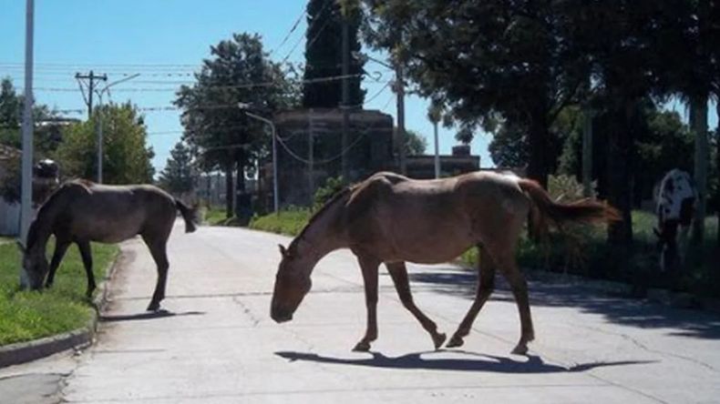 Ledesma: una adolescente resultó herida tras un accidente provocado por animales sueltos - Imagen ilustrativa