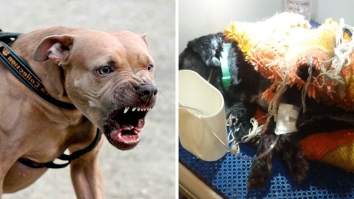 Todo Jujuy | perro atacado 21.jpg