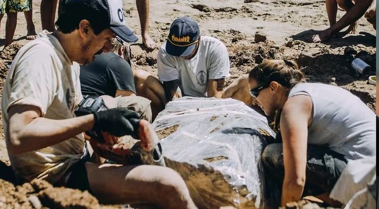 Fotografía cedida por el Museo Municipal de Ciencias Naturales Lorenzo Scaglia que muestra a varios de sus expertos mientras desentierran los restos de dos gliptodontes, en una playa en la localidad de Chapadmalal.