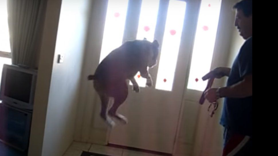 Es viral: el bóxer que se hizo famoso por sus ganas de salir a jugar