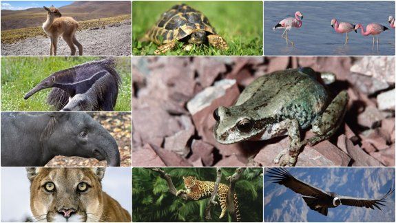 Más de 10 especies que habitan en Jujuy están en peligro de extinción