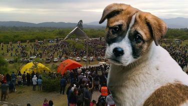 Piden no llevar mascotas a Río Blanco.
