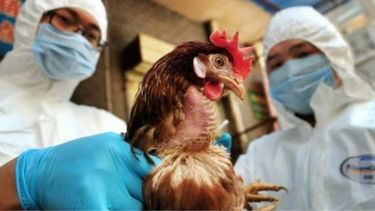 Detectaron el segundo caso de gripe aviar en Córdoba