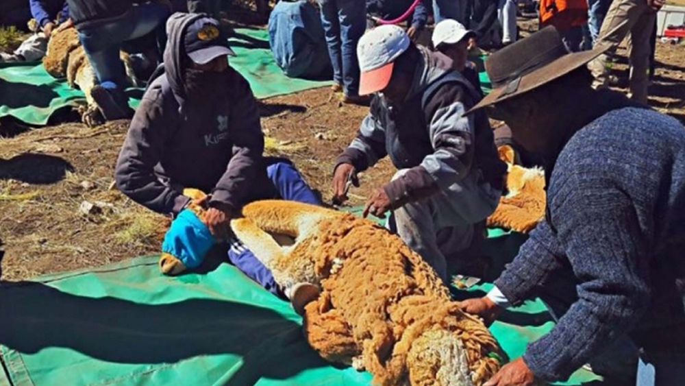 Esquila de vicuñas