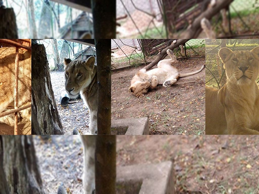 Pisó la tierra por primera vez