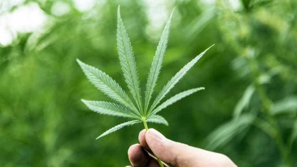 Organización Mundial de la Salud reconoce oficialmente la eficacia médica del cannabis